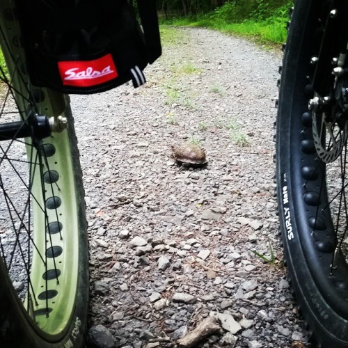 hobbyberries: the #turtle asked about my #salsa anything cage as we stopped and chatted #fatbike #fa