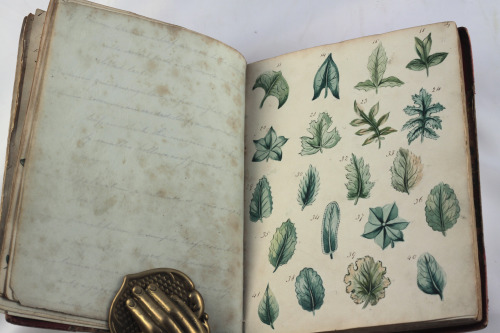 michaelmoonsbookshop:wonderful antique botanical manuscript illustrated with original water colours 