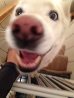 slydigged:  i was trying to take a pic of my dogs eyes but he thought my phone was a treat and 