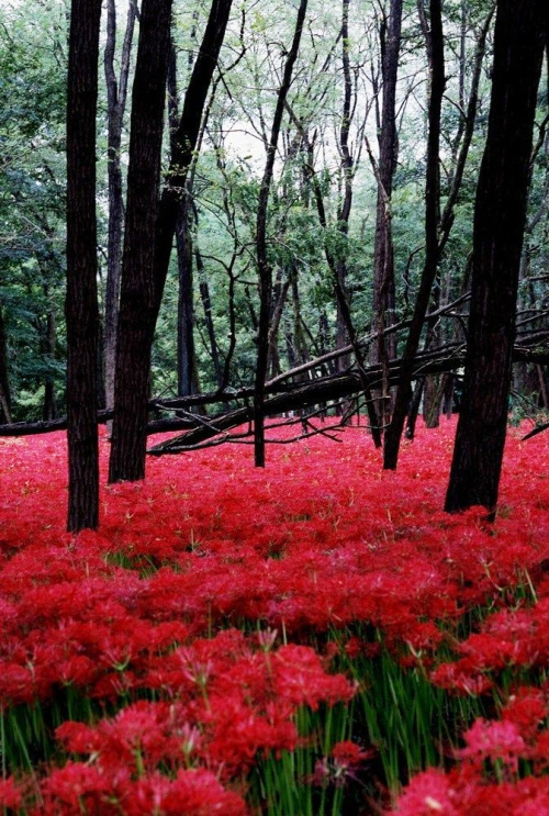 Cluster Amaryllis - Hidaka, Saitama, Japan