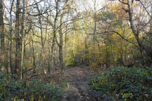 Woodland path, Heaton Park, Manchester