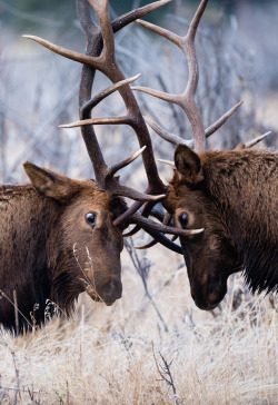 creatures-alive:  Wild Wapiti by Louis Kamler