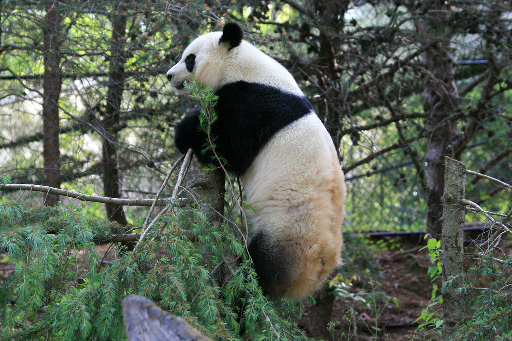 giantpandaphotos:  Xi Lan at Zoo Atlanta, Georgia, on April 21, 2013. © SmileyBears.