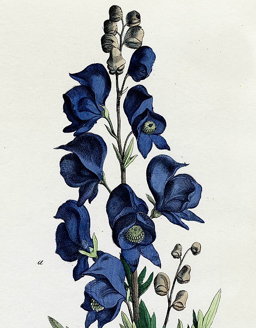 stilllifequickheart:  Folio Botanicals Aconitum, detail 1839