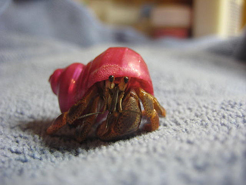    Cute Crabs    porn pictures