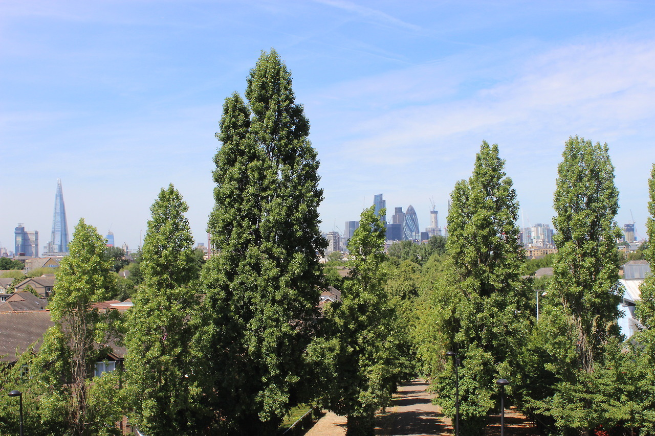 Stave Hill “it was so sunny, and there on that hill you could see onto the London skyline, breeze blew and it was created the year I was born, the hill,1989, from the rubble from the docks, from metal and glass, ever changing, the trees of Russia...