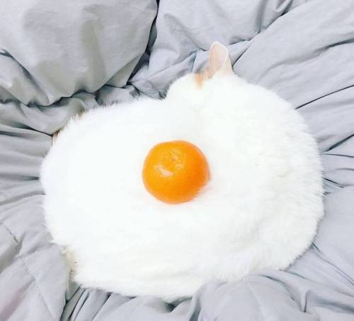 sixpenceee:Suspicious looking egg (Source)