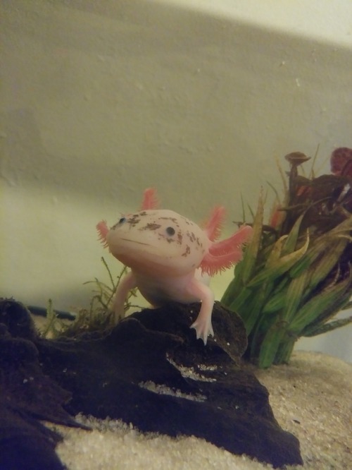 ultra-frog: Look at this angel