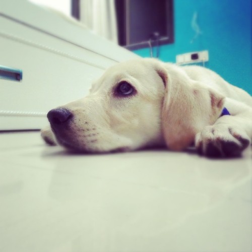 poser dawg ❤ #poser #puppy #instaoverload #new #muchfun