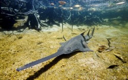 rhamphotheca:  Bad News: Sawfish Going Extinct The vast sandy channels and grassy flats of Brazil’s Amazon estuary may be the last, best hope for the beleaguered largetooth sawfish (Pristis pristis) in the Atlantic Ocean. The swimmer, known for its