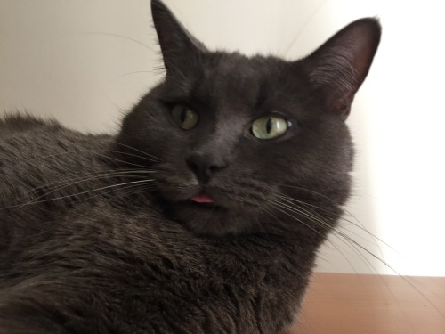 fantasticcatadventures:  the smollest blep