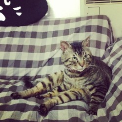 daizydaizy:  夕方ムサシさん。おっさん座りで毛づくろい。Grooming. #musashi #mck #cat #キジトラ 