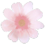 bocadelicate