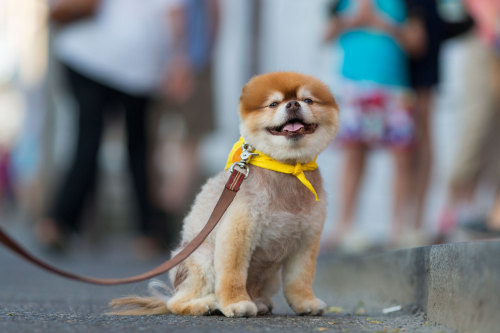 portraitsofboston:      “I live two blocks from here, but it takes me ten hours