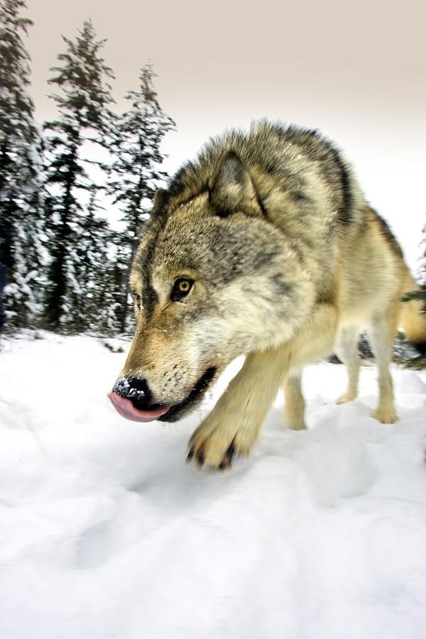 wolveswolves:  By Richard Wear 
