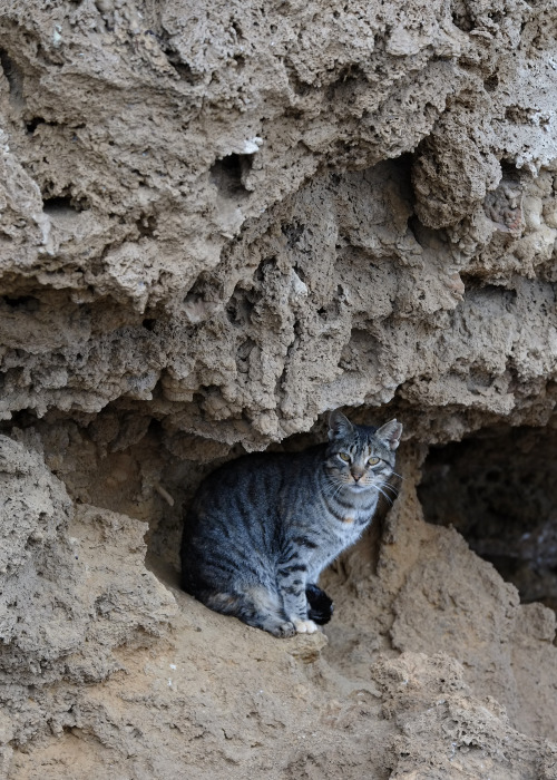 scavengedluxury: Feral cat colony, Punta de Torremolinos. November 2016.