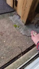 onlylolgifs:  My first attempt at trying to love a squirrel 