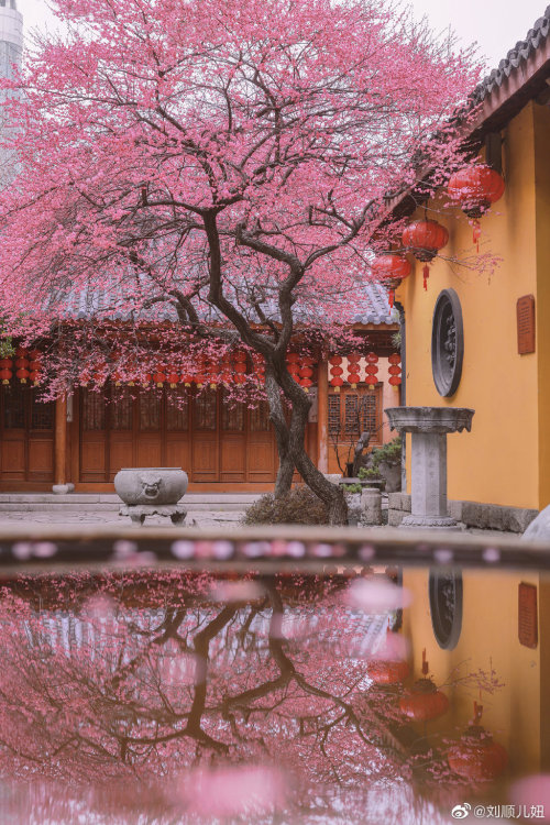 fuckyeahchinesegarden:plum blossoms in 铁佛寺tiefo temple, huzhou, zhejiang province by 刘顺儿妞