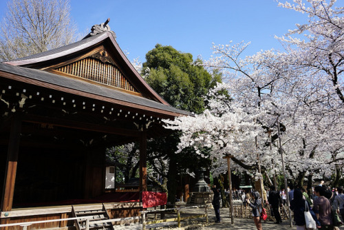 Sakura by haru__q on Flickr.