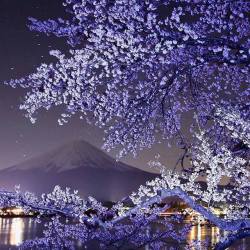 rosiesdreams: Mt. Fuji in a blossoming frame