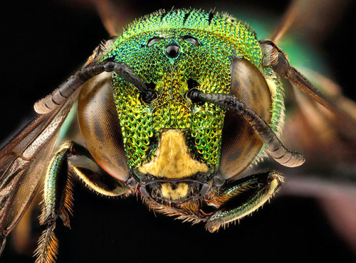 guardian:  Bees like you’ve never seen them before - in pictures Staff at the US Geological Survey Bee Inventory and Monitoring Laboratory in Maryland has been photographing bees and other insects for seven years to help record and identify different