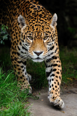 beautiful-wildlife:  Jaguar by iso 0815