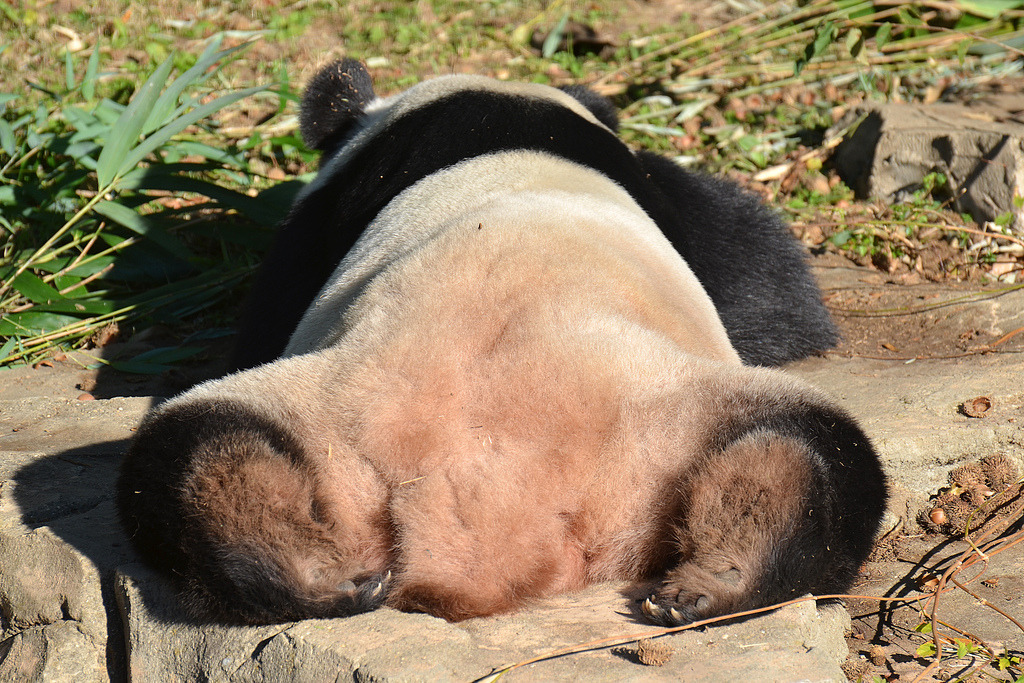 giantpandaphotos:  Tian Tian at the National Zoo in Washington D.C. on October 26,