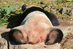 giantpandaphotos:  Tian Tian at the National Zoo in Washington D.C. on October 26, 2013. © Dan Dan The Binary Man. 