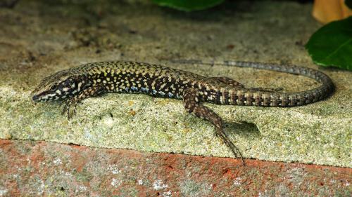 Just wrote a blog-post about my recent wall-lizard watching expedition to Shoreham. Click through fo