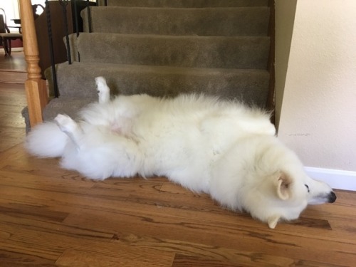 skookumthesamoyed:NO ONE IS ALLOWED PAST ME, DEFENDER OF TH- ok bye byeI would like cats more if the