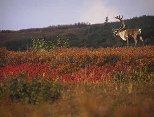 Autumn caribou in Denali National Park and Preserve, Alaska | NPS Photo / Emily Mesner