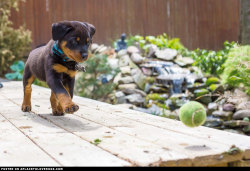 aplacetolovedogs:  New Rottweiler Puppy  A friend’s adorable new Rottweiler puppy! How cute and sweet ♡ ♥ ♡ ♥ RinconHeat