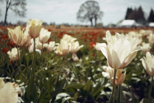 Tulip Festival Woodburn, OregonApril 2017Website