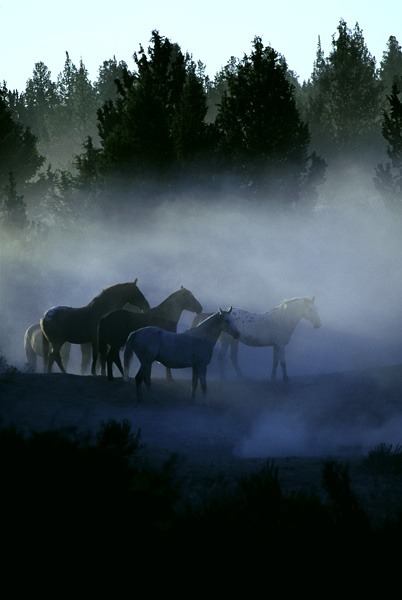 thepaintedbench:  Horses in the Mist