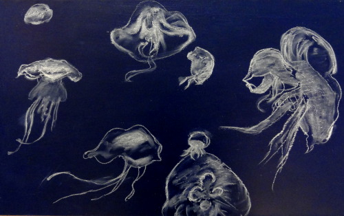 Moon Jellyfish - chalk on acrylic - Ambrose Hudson - 2012