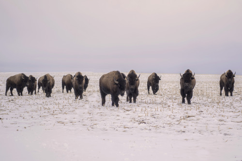 landscape-stories:LS 30 | Archive SUBMISSIONAnnemiek Hofer - Wild Rosemagazine.landscapestories.net