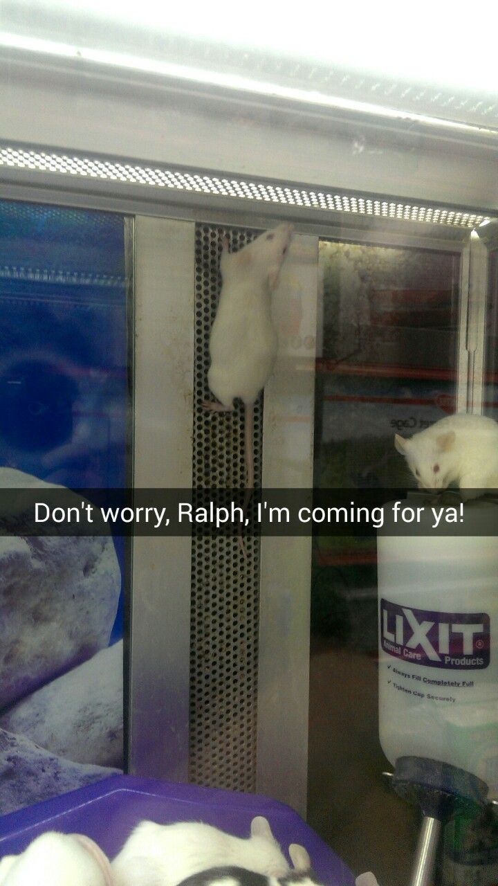 ugly-bread:  I went to a pet store today