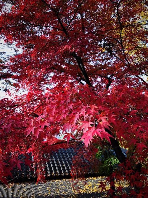 Autumn colors, Ansan Mountain and Bongwonsa Temple, Seoul.