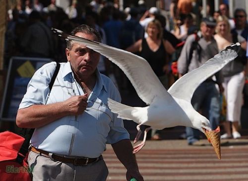 “Hey, bird! That’s my ice cream! Don’t fly away with my ice cream, because then I’ll have no ice cream to eat! Unless I buy more. Which you’ll probably try to steal again. Oh, I am fortune’s fool!” (At this point I will stop typing.)
Birds Stealing...