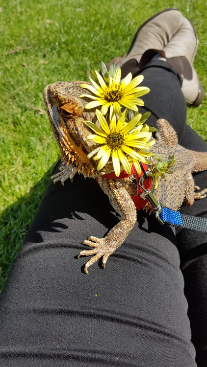 Pringle enjoyed some time in the sun a few days ago with his new harness and leash! To get one of th