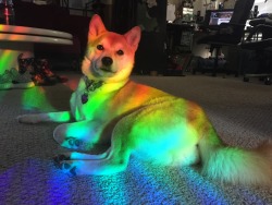 daddygeography:  gay dog 