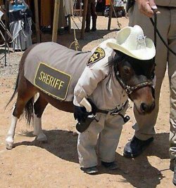 importantdog:  theres a new sheriff in town  