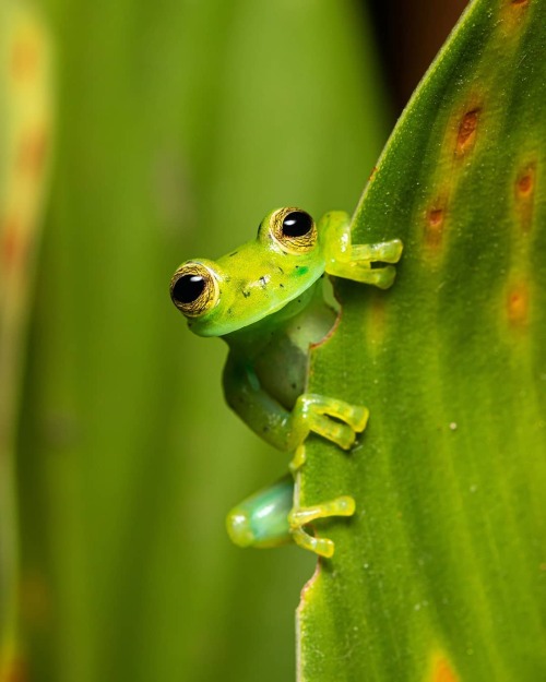 pangeen:Nicaragua Giant Glass Frog (Espadarana prosoblepon)by © Ana Dracaena