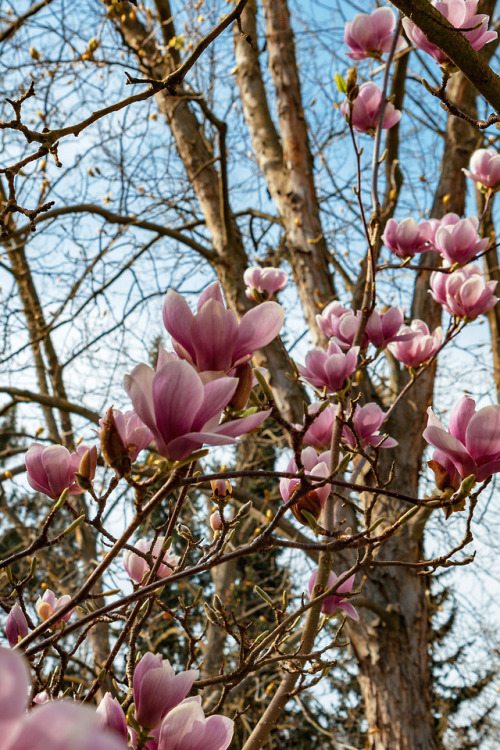 La Primavera.Magnolia, botanical gardens, Jena 2018.
