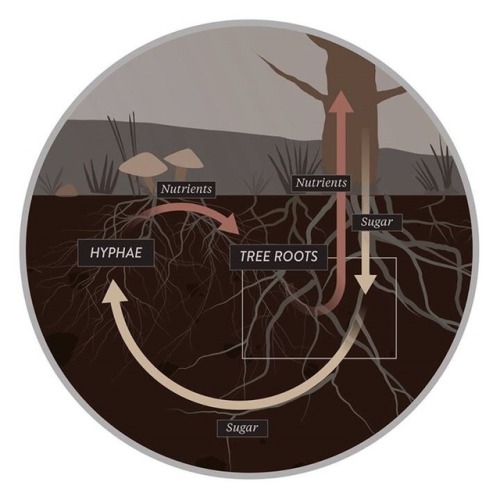 I love these beautifully created diagrams that explain the relationship plants, soul and fungi have&