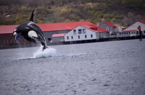 alaskan-orca: Wow!  Check out this amazing photo of a male orca breaching in Kodiak Island, taken by