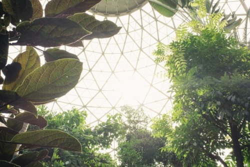 mitchell park domes, milwaukee #mitchellparkdomes #milwaukee #conservatory #travelwisconsin #myfujif