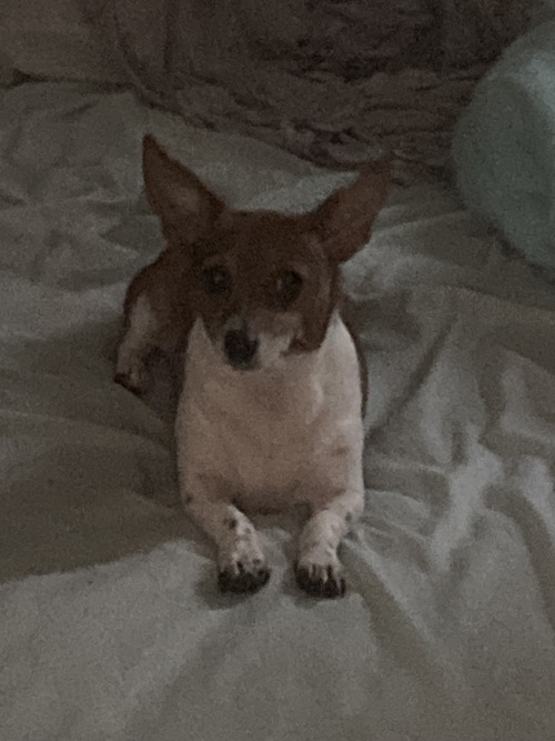 Dog Posting Because I Want You All To See My Reason To Live