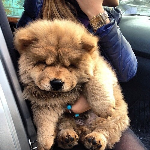 evinha15:  w-i-l-d—l-o-v-e:  ✖ http://w-i-l-d—l-o-v-e.tumblr.com/ ✖