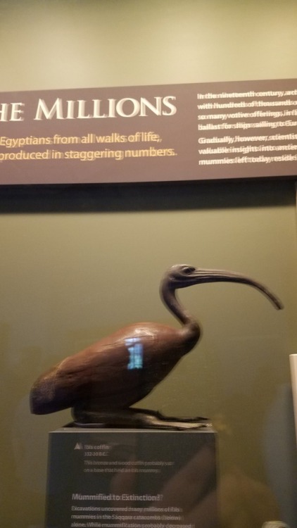 idi-the-noof: From the Smithsonian Museum of natural history Ibis for Djehuty And a real Apis bull m